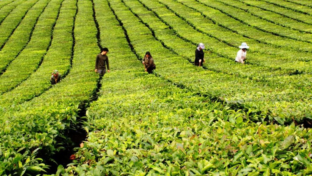 thuê xe 16 chỗ đi Lai Châu
