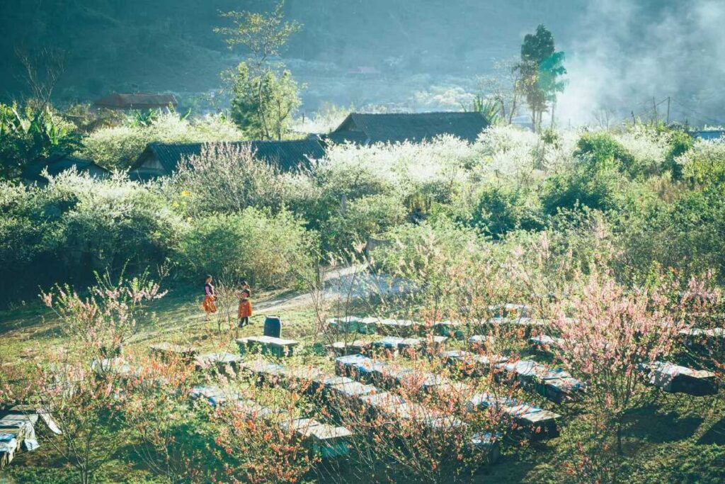 Thuê xe 7 chỗ đi Sơn La – Lựa chọn hoàn hảo cho chuyến hành trình khám phá Tây Bắc Thuê xe 7 chỗ đi Sơn La – Lựa chọn hoàn hảo cho chuyến hành trình khám phá Tây Bắc